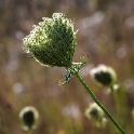Pflanze Pfalz 09 D32_9188 Kopie.jpg   26.04